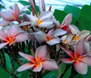 Indonesian Violet by Sacred Garden Frangipanis