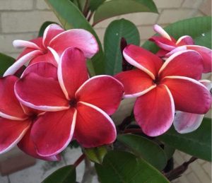 Jeena frangipani