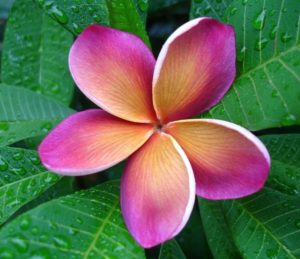 Musk rainbow George Brown frangipani