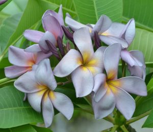 Purple Serendipity by Sacred Garden Frangipanis