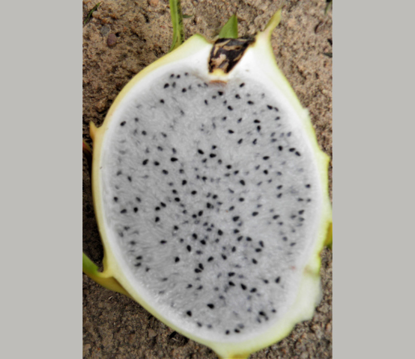 Aussie Gold Dragonfruit by Sacred Garden Frangipanis