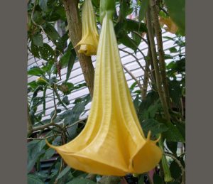 Aztec Gold - an Angel's Trumpet by Sacred Garden Frangipanis