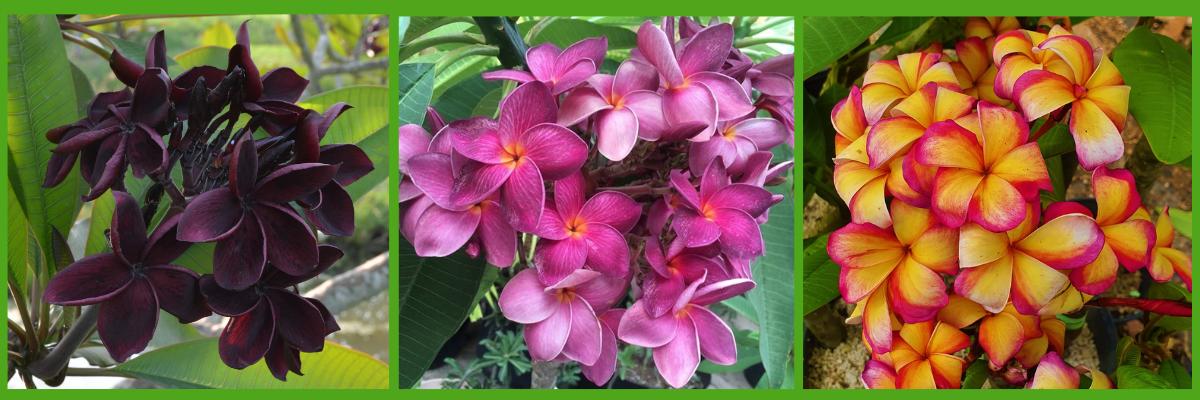 Frangipani cuttings for sale