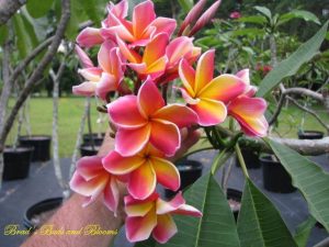 Betty Jean