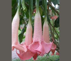 Hot Pink - an Angel's Trumpet by Sacred Garden Frangipanis