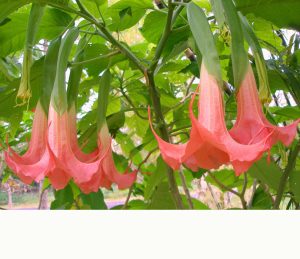 Red Hot Pink - an Angel's Trumpet by Sacred Garden Frangipanis