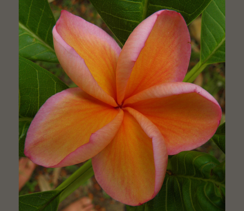 Carolyn’s Angel from Sacred Garden Frangipanis