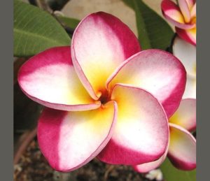 Danai Delight by Sacred Garden Frangipanis