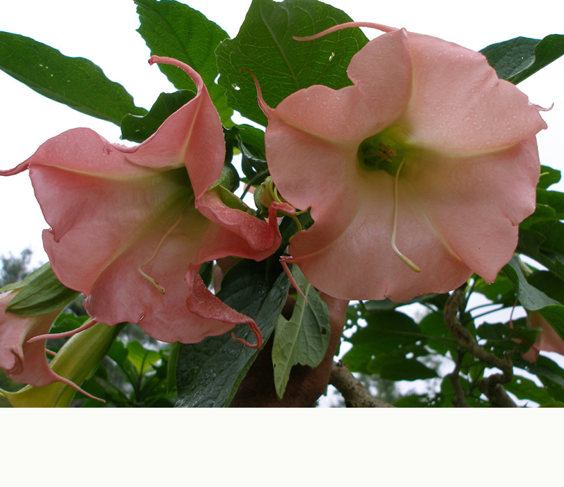 Dwarf Pink'n'Green - an Angel's Trumpet by Sacred Garden Frangipanis
