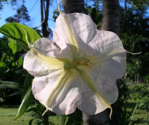 Flying Saucer - an Angel's Trumpet by Sacred Garden Frangipanis