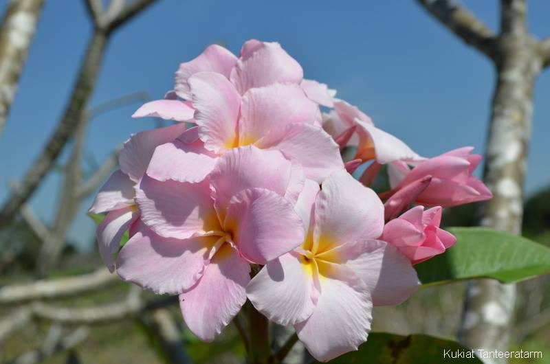 Fujisan - New Release