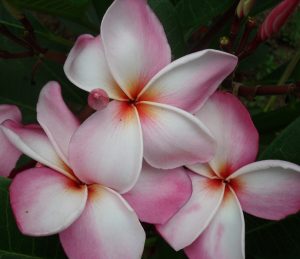 Great Love by Sacred Garden Frangipanis