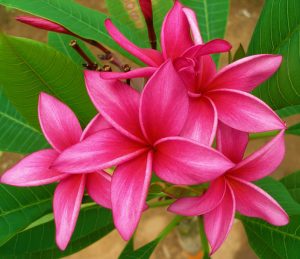 Hurricane by Sacred Garden Frangipanis