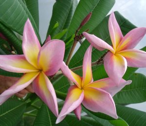 JL Metalica by Sacred Garden Frangipanis