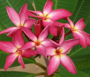 Karaguar star by Sacred Garden Frangipanis