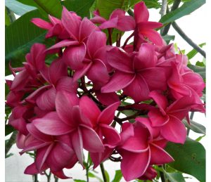 Kimi Moragne by Sacred Garden Frangipanis