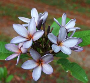 Indonesian Violet