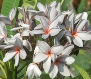 Lilac Clouds by Sacred Garden Frangipanis