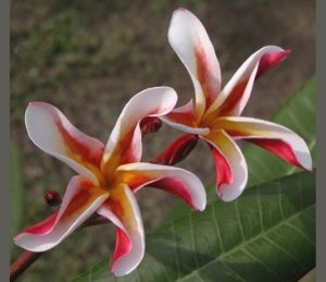 Madame Poni by Sacred Garden Frangipanis