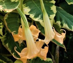Pink Panther - an Angel's Trumpet by Sacred Garden Frangipanis