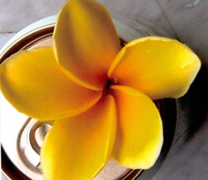 Mayan gold by Sacred Garden Frangipanis