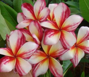 Miracle by Sacred Garden Frangipanis