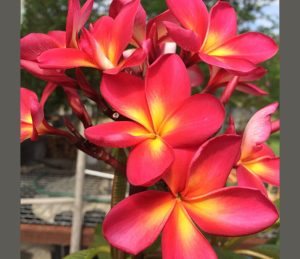 Paradiso by Sacred Garden Frangipanis