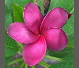 Pirom Violet by Sacred Garden Frangipanis