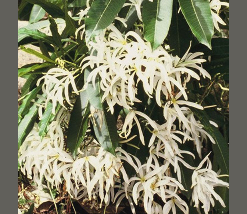 Pudipetala by Sacred Garden Frangipanis