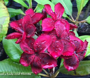 by Sacred Garden Frangipanis