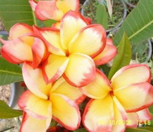 Sheer Beauty by Sacred Garden Frangipanis