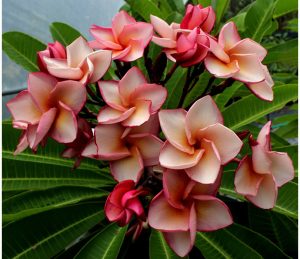 Shiraz by Sacred Garden Frangipanis