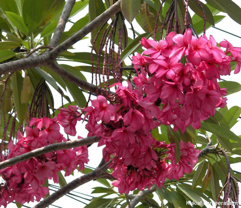Strawberry Waterfall by Sacred Garden Frangipanis