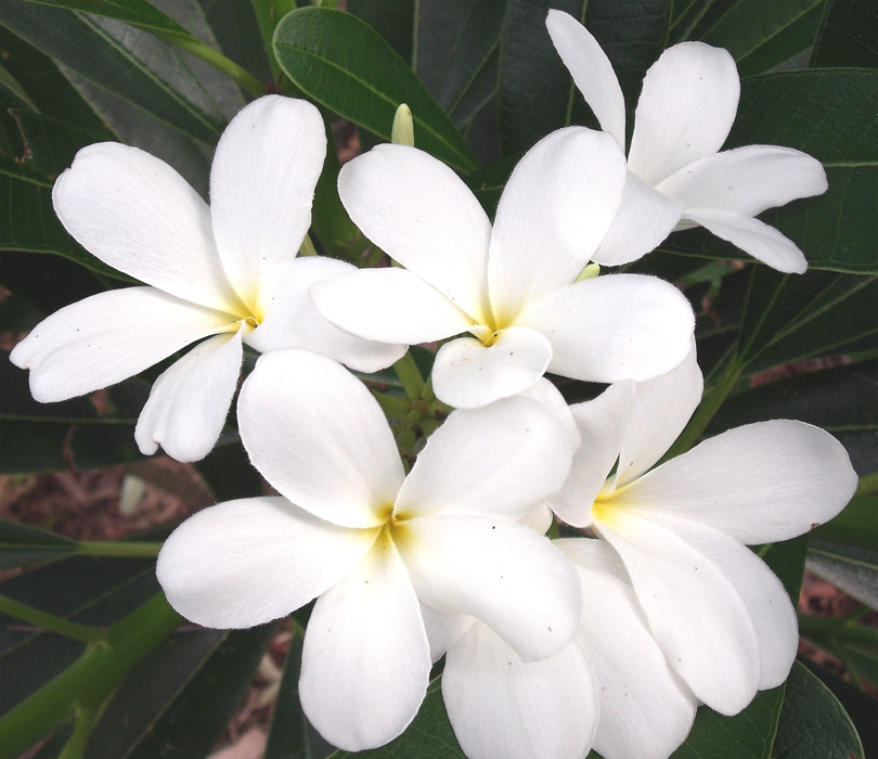 Sunchai Alba by Sacred Garden Frangipanis