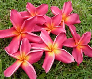 Yala by Sacred Garden Frangipanis